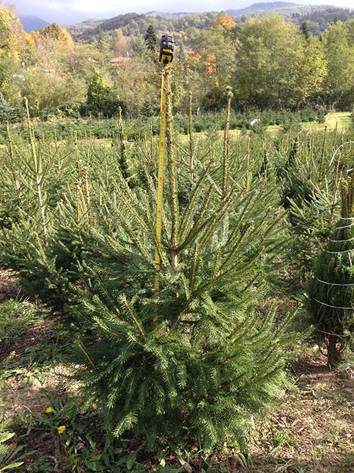 alberi di natale